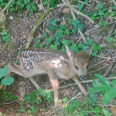 Bébé blessé, soigné, la maman l a bien repris, il est souvent autour du camp