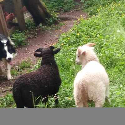 Mini ferme autour du camp en foret